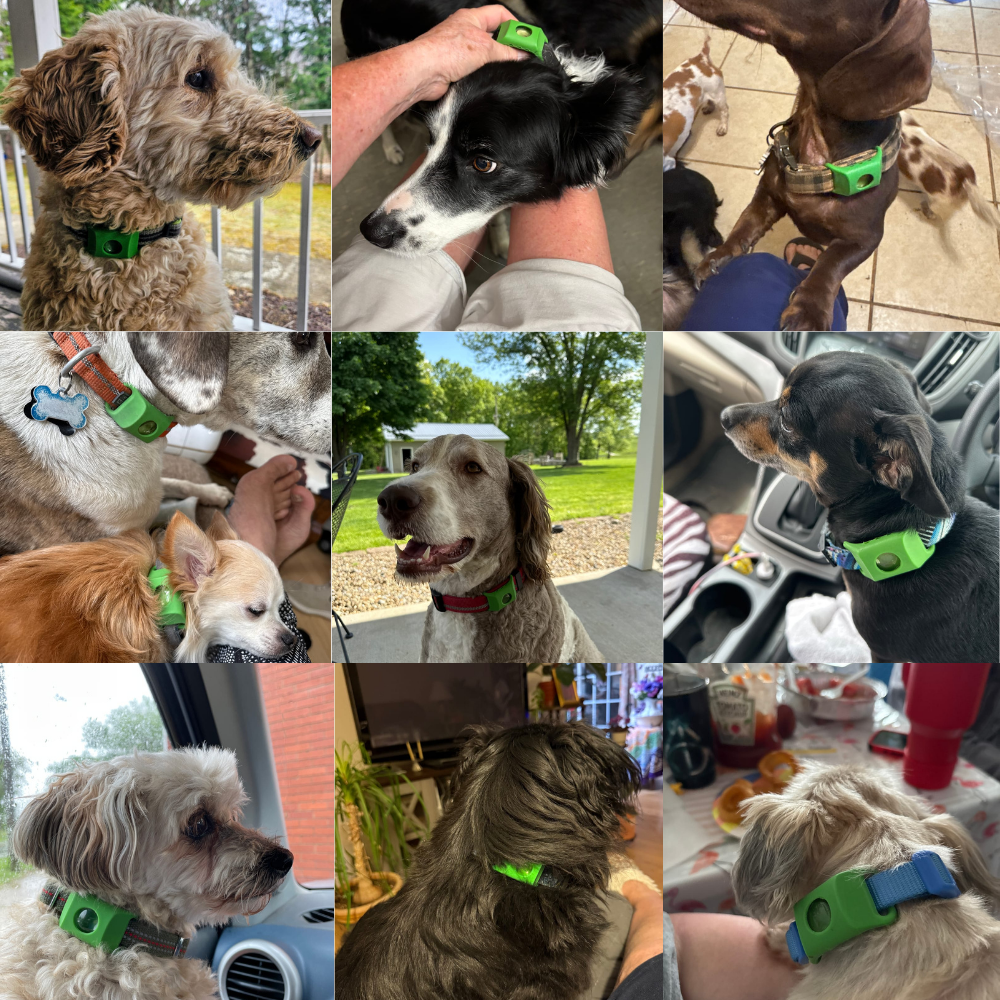 Pawly™ Flea & Tick Collar – 12 Months of Natural Protection for Dogs