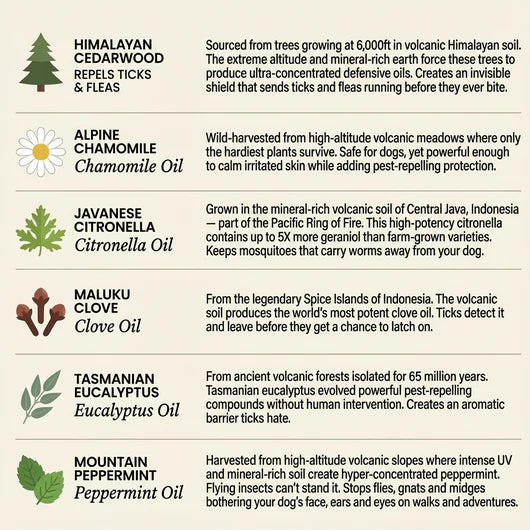 Pawly™ Flea & Tick Collar – 12 Months of Natural Protection for Dogs